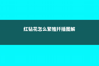 红钻花的养殖方法和注意事项 (红钻花怎么繁殖扦插图解)