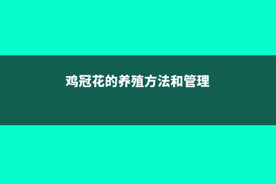 鸡冠花的养殖方法和注意事项 (鸡冠花的养殖方法和管理)