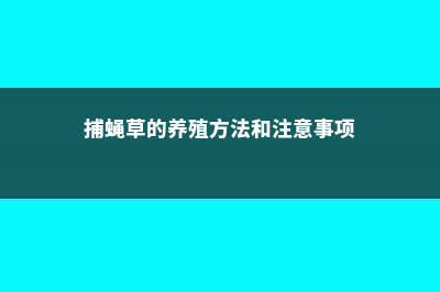 捕蝇草的养殖方法和注意事项 (捕蝇草的养殖方法和注意事项)