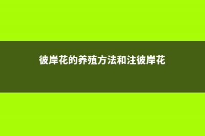 彼岸花的养殖方法和注意事项 (彼岸花的养殖方法和注彼岸花)