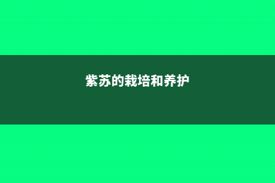 紫苏的养殖方法和注意事项 (紫苏的栽培和养护)