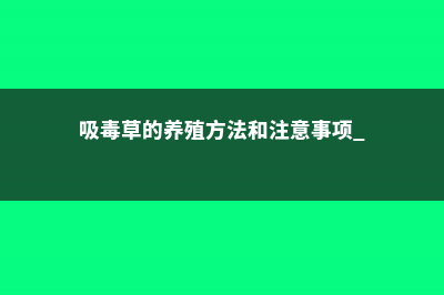 吸毒草的养殖方法和注意事项 