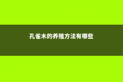 孔雀木的养殖方法和注意事项 (孔雀木的养殖方法有哪些)