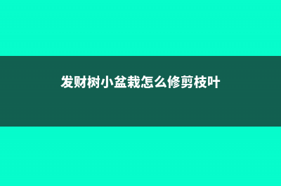 发财树小盆栽怎么养 (发财树小盆栽怎么修剪枝叶)