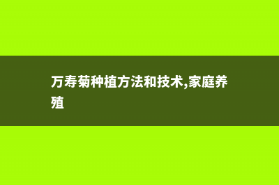 万寿菊种植方法 (万寿菊种植方法和技术,家庭养殖)