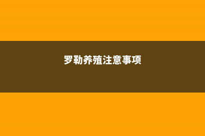 罗勒的养殖方法和注意事项 (罗勒养殖注意事项)