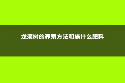 龙须树的养殖方法和注意事项 (龙须树的养殖方法和施什么肥料)