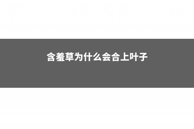 含羞草为什么会合拢，真的是因为害羞吗 (含羞草为什么会合上叶子)