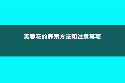 芙蓉花的养殖方法和注意事项 (芙蓉花的养殖方法和注意事项)