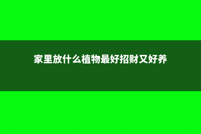 家里放什么植物最旺财，带来美好的寓意（8种植物） (家里放什么植物最好招财又好养)