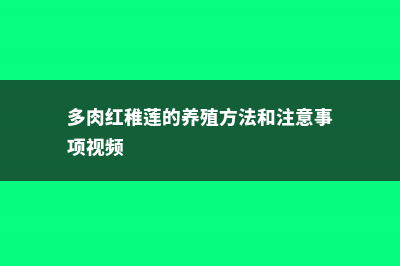 多肉红稚莲的养殖方法 (多肉红稚莲的养殖方法和注意事项视频)