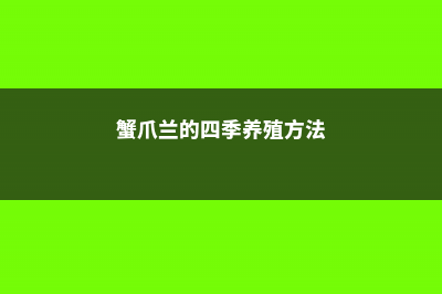 蟹爪兰的四季养护方法详解 (蟹爪兰的四季养殖方法)