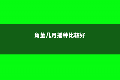 角堇花几月份种植，花期是多少？ (角堇几月播种比较好)