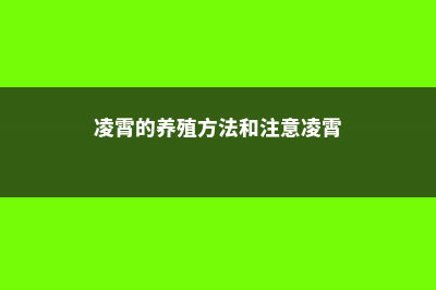 凌霄的养殖方法和注意事项 (凌霄的养殖方法和注意凌霄)