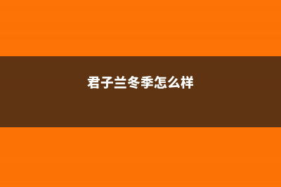 君子兰冬季怎么养 (君子兰冬季怎么样)