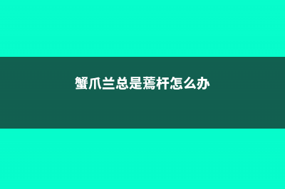 蟹爪兰总是蔫，不开花养不好？学会这几点，轻松养好！ (蟹爪兰总是蔫杆怎么办)