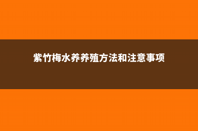 紫竹梅可以水养吗 (紫竹梅水养养殖方法和注意事项)