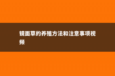 镜面草的养殖方法（水培和土培） (镜面草的养殖方法和注意事项视频)