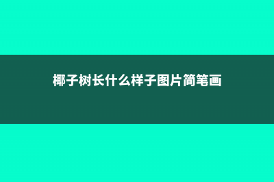 椰子树长什么样，怎么和棕榈树区分？ (椰子树长什么样子图片简笔画)