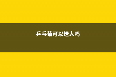 乒乓菊是送给死人的吗，送人有什么忌讳 (乒乓菊可以送人吗)