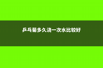 乒乓菊多久浇一次水，一天浇几次水 (乒乓菊多久浇一次水比较好)