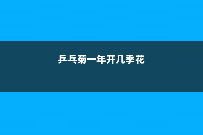 乒乓菊一年开几次，花期是几月 (乒乓菊一年开几季花)