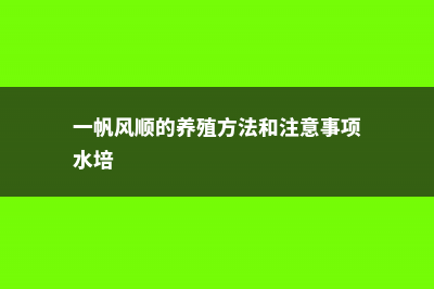 一帆风顺的养殖方法和注意事项大全 (一帆风顺的养殖方法和注意事项水培)