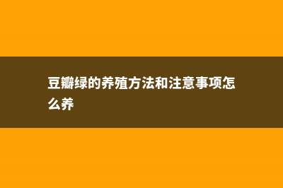 豆瓣绿的养殖方法和注意事项 (豆瓣绿的养殖方法和注意事项怎么养)