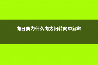 向日葵为什么向着太阳，晚上会“猛回头”吗 (向日葵为什么向太阳转简单解释)