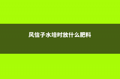 风信子水培时放哪最好，多久开花 (风信子水培时放什么肥料)