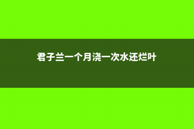 君子兰一个月浇一次水可以吗（正确浇水方法） (君子兰一个月浇一次水还烂叶)