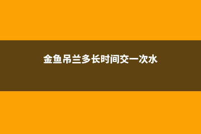 金鱼吊兰多长时间浇水（四季浇水方法） (金鱼吊兰多长时间交一次水)