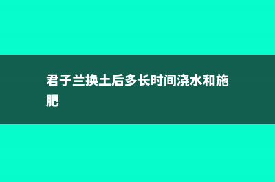 君子兰换土注意事项，换盆后怎样养护？ (君子兰换土后多长时间浇水和施肥)