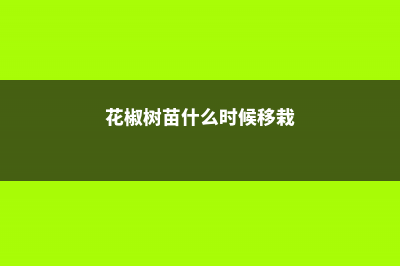 花椒树苗什么时候种植（季节、行距、一亩多少颗？） (花椒树苗什么时候移栽)