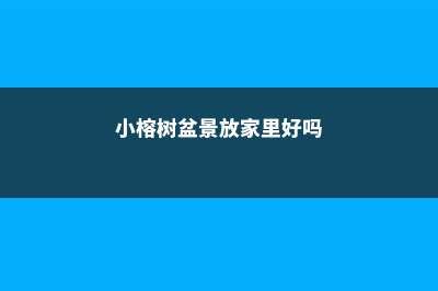 小榕树盆景放家里好吗（风水、寓意是好是坏） (小榕树盆景放家里好吗)