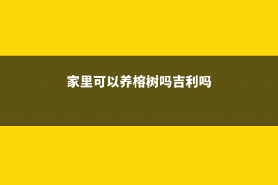 家里可以养榕树吗，老人说不吉利是真的吗 (家里可以养榕树吗吉利吗)