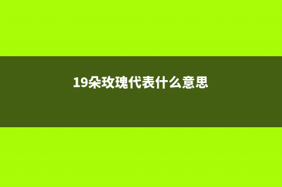 19朵玫瑰代表什么意思（常见玫瑰朵数的含义大全） (19朵玫瑰代表什么意思)