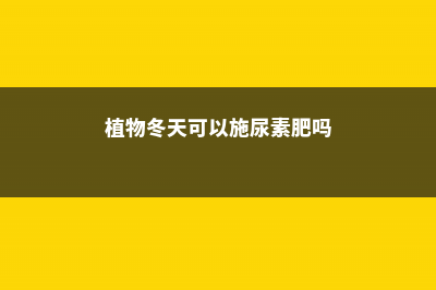 植物冬天可以施肥吗（绿萝、吊兰……5种常见花施肥方法） (植物冬天可以施尿素肥吗)