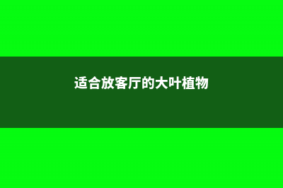 适合放客厅的大盆绿植 (适合放客厅的大叶植物)