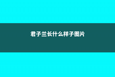 君子兰一年长几个叶子正常 (君子兰长什么样子图片)