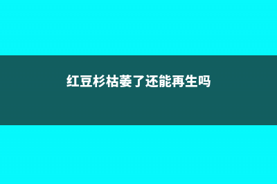 红豆杉枯萎了还能活吗 (红豆杉枯萎了还能再生吗)