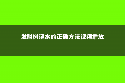 发财树浇水的正确方法，多久浇一次水 (发财树浇水的正确方法视频播放)