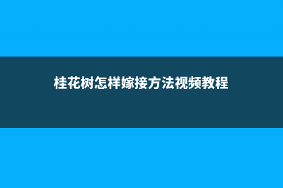 桂花树怎样嫁接果树，可以和什么树嫁接 (桂花树怎样嫁接方法视频教程)