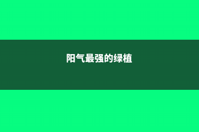 阳气最强的树是什么树，属阳的树木有哪些 (阳气最强的绿植)