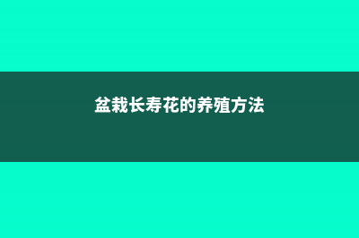 盆栽长寿花的养殖方法和注意事项 (盆栽长寿花的养殖方法)