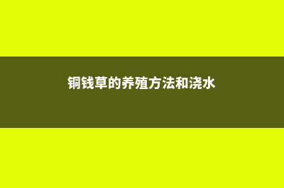 铜钱草的养殖方法 (铜钱草的养殖方法和浇水)