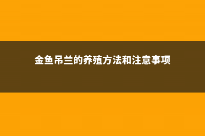 金鱼吊兰的养殖技巧 (金鱼吊兰的养殖方法和注意事项)