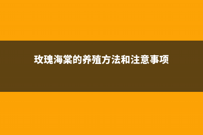 玫瑰海棠的养殖方法和注意事项 (玫瑰海棠的养殖方法和注意事项)