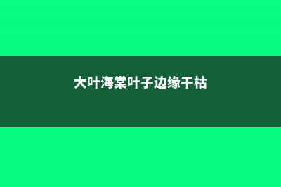 大叶海棠花焦边的原因（图片），焦边怎么办 (大叶海棠叶子边缘干枯)