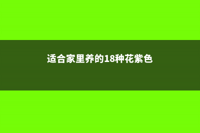 适合家里养的18种花 (适合家里养的18种花紫色)